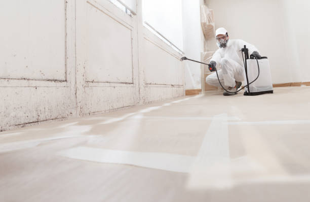 24/7 Emergency Attic Mold Remediation experts in Seminole, FL